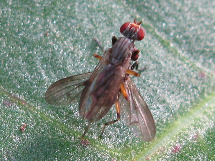 Pherbellia annulipes M e F (Sciomyzidae)
